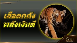 เสือตกถังพลังเงินดี