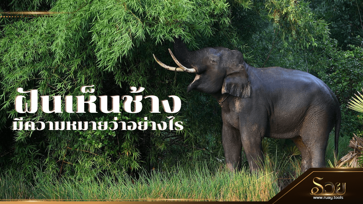 ฝันเห็นช้าง