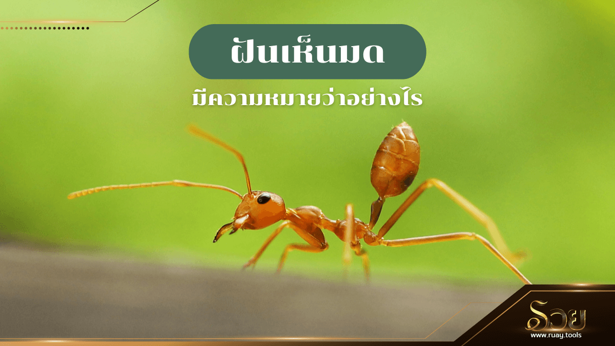 ฝันเห็นมด