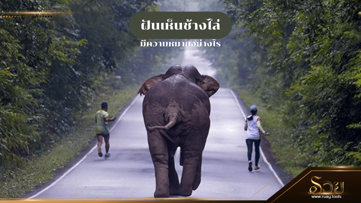 ฝันเห็นช้างไล่