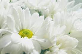 ดอกไม้สีขาว