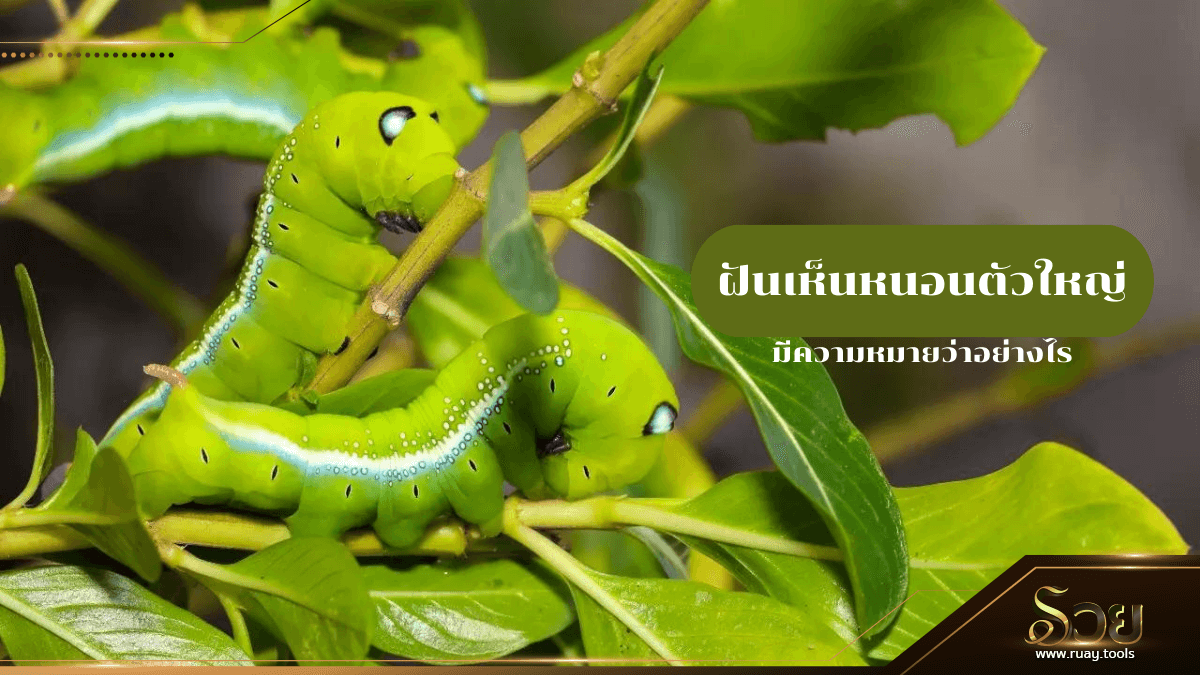 ฝันเห็นหนอนตัวใหญ่