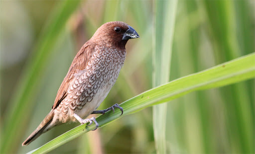นก