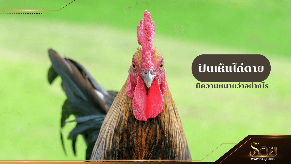 ฝันเห็นไก่ตาย
