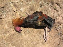 ไก่ตาย
