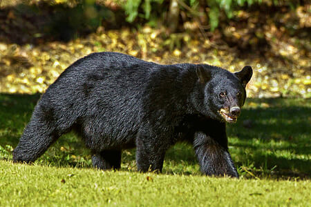 หมีดำอเมริกัน (American Black Bear)