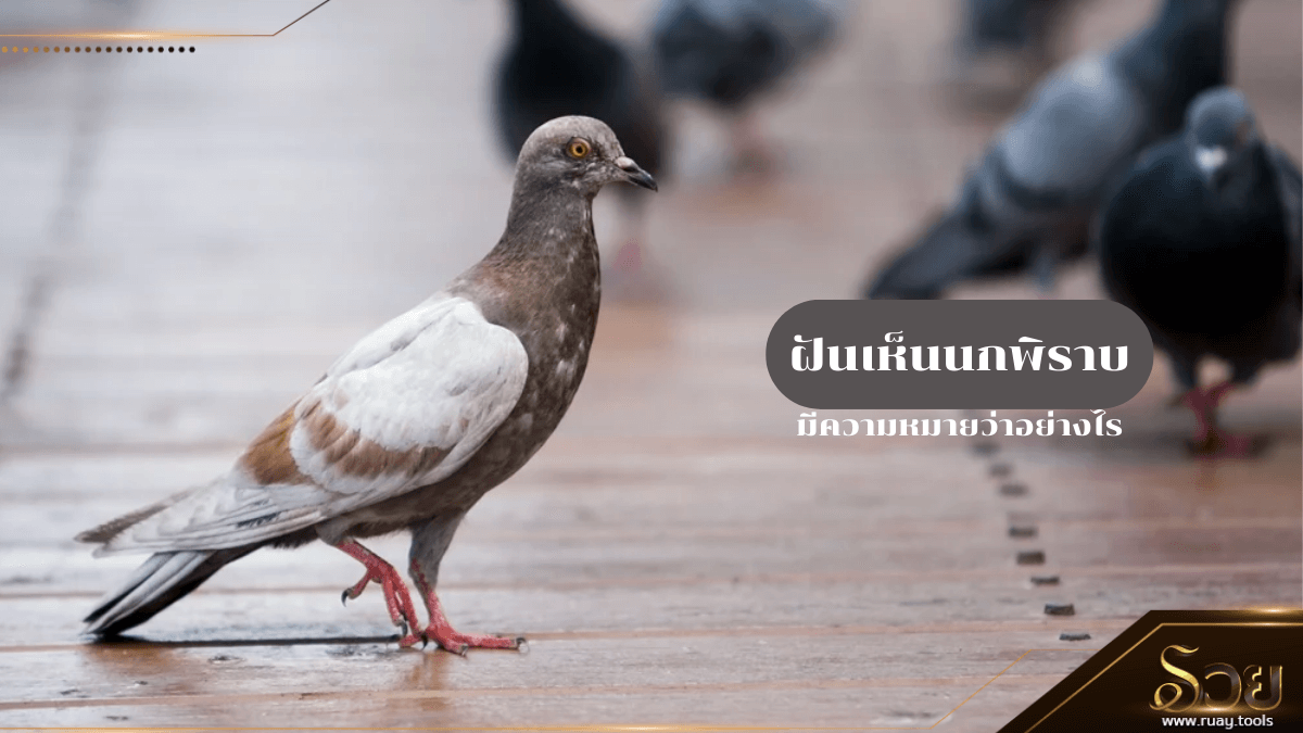 ฝันเห็นนกพิราบ
